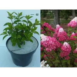 Šluotelinė hortenzija - Hydrangea paniculata FRAISE MELBA