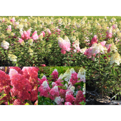 Šluotelinė hortenzija - Hydrangea paniculata FRAISE MELBA