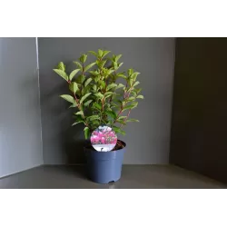 Šluotelinė hortenzija - Hydrangea paniculata FRAISE MELBA