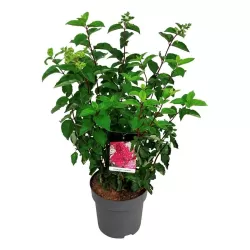 Šluotelinė hortenzija - Hydrangea paniculata FRAISE MELBA