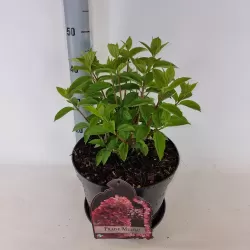 Šluotelinė hortenzija - Hydrangea paniculata FRAISE MELBA