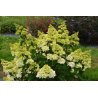 Šluotelinė hortenzija - Hydrangea paniculata FRAISE MELBA