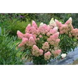 Šluotelinė hortenzija - Hydrangea paniculata FRAISE MELBA