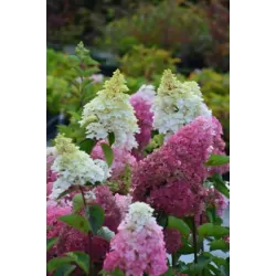 Šluotelinė hortenzija - Hydrangea paniculata FRAISE MELBA