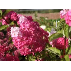Šluotelinė hortenzija - Hydrangea paniculata FRAISE MELBA