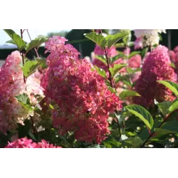 Šluotelinė hortenzija - Hydrangea paniculata FRAISE MELBA