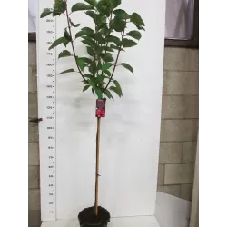 Šluotelinė hortenzija - Hydrangea paniculata FRAISE MELBA