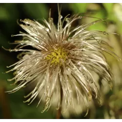 Raganė (vijutrė) - Clematis alpina ALBINA PLENA