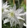Raganė (vijutrė) - Clematis alpina ALBINA PLENA