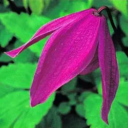 Raganė (vijutrė) - Clematis alpina TAGE LUNDELL