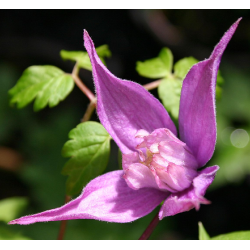 Clematis alpina TAGE LUNDELL