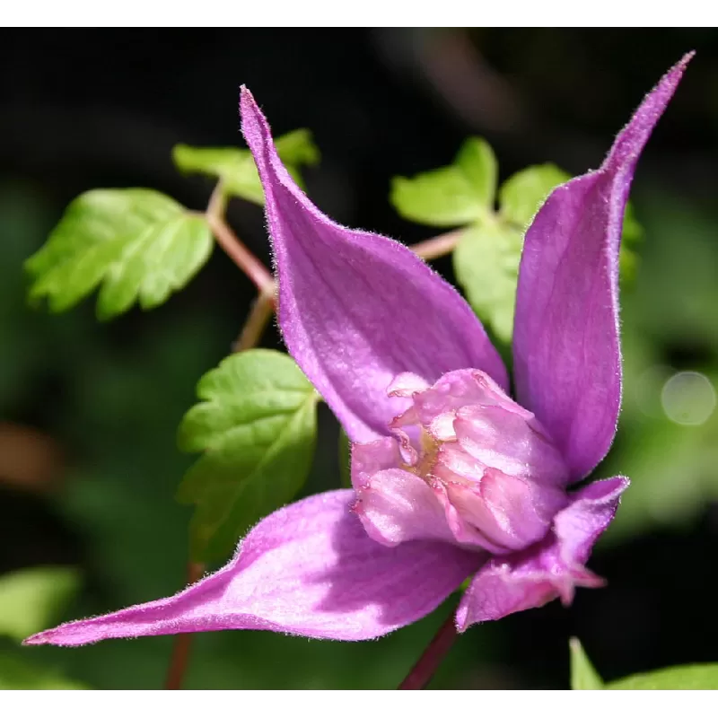 Clematis alpina TAGE LUNDELL Clematis alpina TAGE LUNDELL