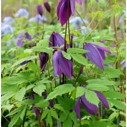 Raganė (vijutrė) - Clematis alpina TAGE LUNDELL