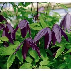 Raganė (vijutrė) - Clematis alpina TAGE LUNDELL