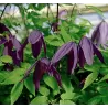 Raganė (vijutrė) - Clematis alpina TAGE LUNDELL