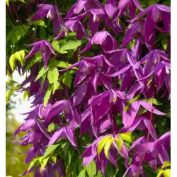 Raganė (vijutrė) - Clematis alpina TAGE LUNDELL