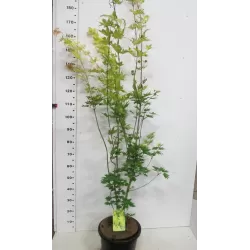 Medžiai ir krūmai internetu su pristatymu į namus visoje Lietuvoje