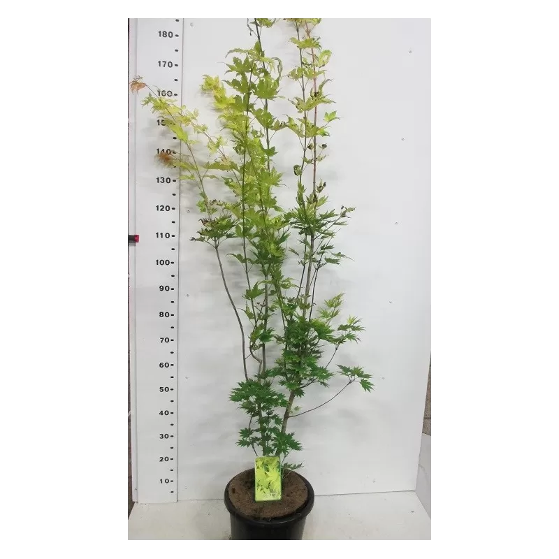 Medžiai ir krūmai internetu su pristatymu į namus visoje Lietuvoje