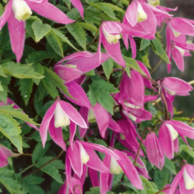 Clematis alpina CONSTANCE