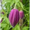 Clematis alpina CONSTANCE