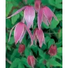 Clematis alpina CONSTANCE