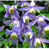Clematis alpina FRANCES RIVIS