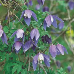 Clematis alpina FRANCES RIVIS