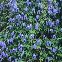Clematis alpina FRANCES RIVIS