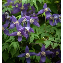 Raganė (vijutrė) - Clematis alpina FRANCES RIVIS