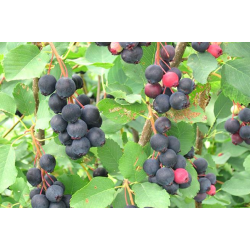Serviceberry - Amelanchier alnifolia THIESSEN (Saskatoon)