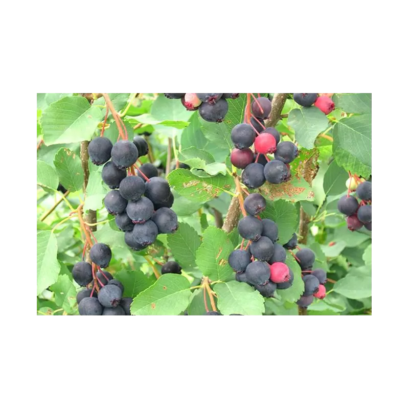 Alksnialapė medlieva - Amelanchier alnifolia THIESSEN