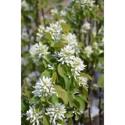 Alksnialapė medlieva - Amelanchier alnifolia THIESSEN