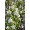 Alksnialapė medlieva - Amelanchier alnifolia THIESSEN