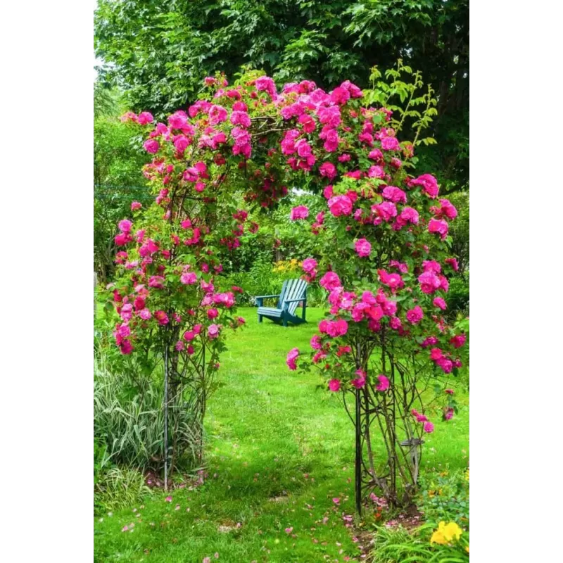 Rožė - Rosa JOHN CABOT