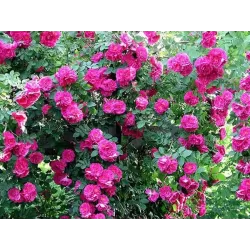 Rožė - Rosa JOHN CABOT