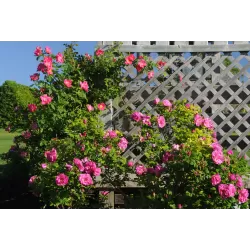 Rožė - Rosa JOHN CABOT