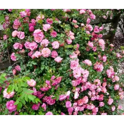 Rožė - Rosa JOHN CABOT