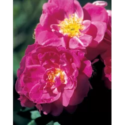 Rožė - Rosa JOHN CABOT