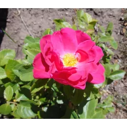 Rožė - Rosa JOHN CABOT