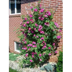 Rožė - Rosa JOHN CABOT