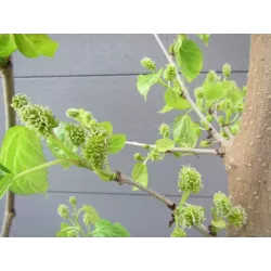 Šilkverpinis (japoninis) šilkmedis - Morus bombycis SHIN TSO