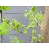 Šilkverpinis (japoninis) šilkmedis - Morus bombycis SHIN TSO