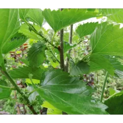 Šilkverpinis (japoninis) šilkmedis - Morus bombycis SHIN TSO