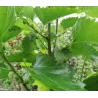 Šilkverpinis (japoninis) šilkmedis - Morus bombycis SHIN TSO