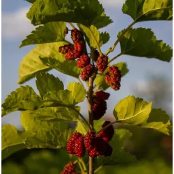 Šilkverpinis (japoninis) šilkmedis - Morus bombycis SHIN TSO