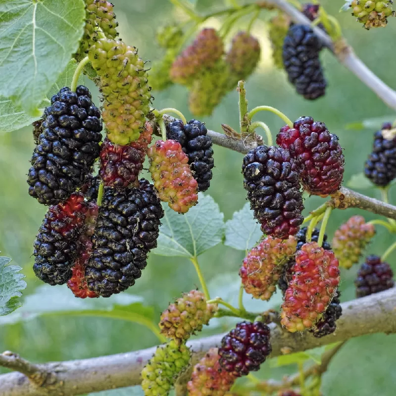 Šilkverpinis (japoninis) šilkmedis - Morus bombycis SHIN TSO