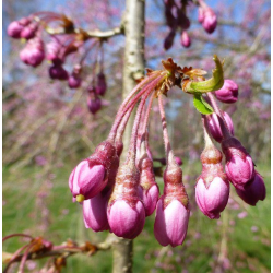 Rausvoji vyšnia (sakura) - Prunus subhirtella PENDULA PLENA ROSEA (RUBRA) (visą kovą siunčiame žydinčias)