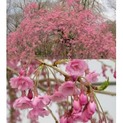 Sakura trees with home delivery