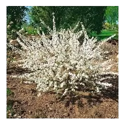Prunus tomentosa ORIENT