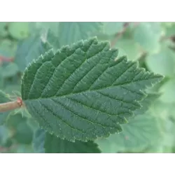 Prunus tomentosa ORIENT